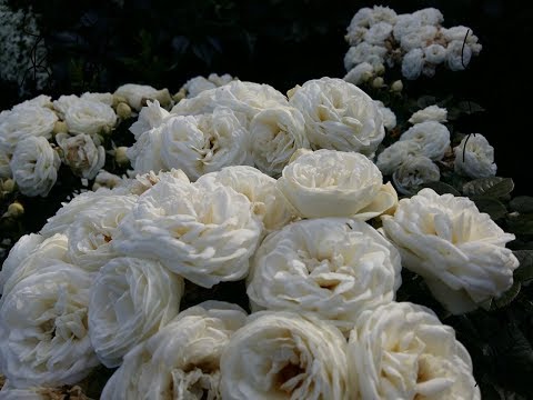 Видео: Последняя неделя октября! Обрезаем розы и сооружаем конструкции для укрытия! часть 1