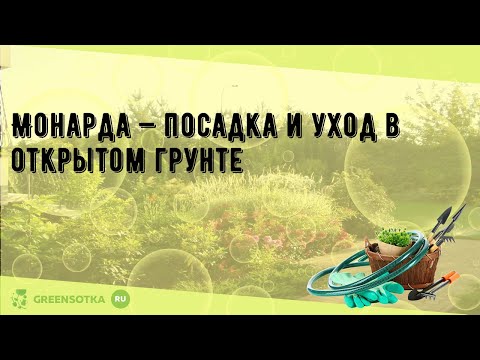 Видео: Монарда — посадка и уход в открытом грунте