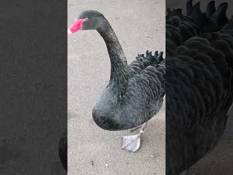 Видео: Дюссельдорфская птичница