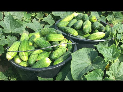 Видео: Огурцы в открытом грунте ( сбор урожая )🥒🥒