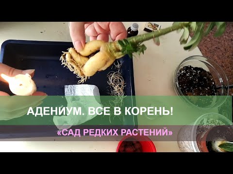 Видео: Адениум, формирование корней