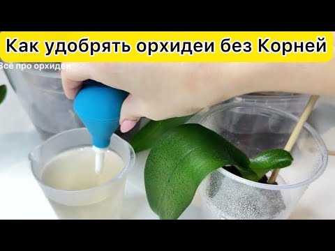 Видео: ДАТЬ орхидее БЕЗ КОРНЕЙ УДОБРЕНИЕ для поддержки и роста