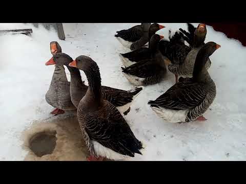 Видео: Гуси, порода крупная серая