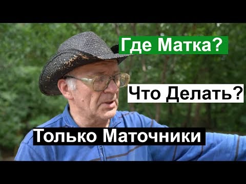 Видео: Пасека # 123 Что Делать? Где Матка ,Только Маточники, Роение или Нет Пчеловодство для начинающих