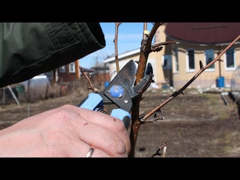 Видео: Обрезка молодой яблони по типу разреженно ярусной кроны