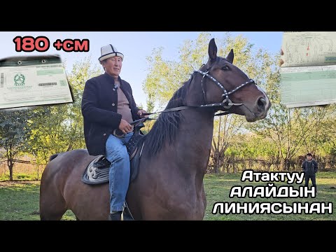 Видео: линия КҮЧТҮҮ ГИГАНТ АТ 180 +СМ