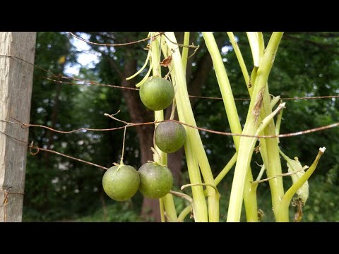 Видео: Копаю картофель вырощенный в центре города) Эксперимент удался, урожай + семена для посадки весной)