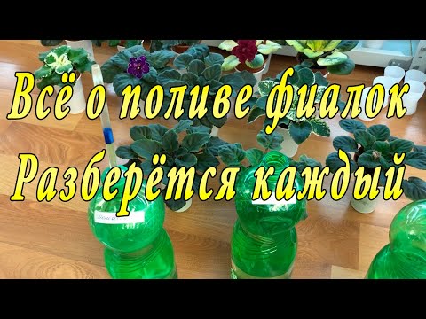 Видео: Всё о поливе фиалок. Подробно и наглядно