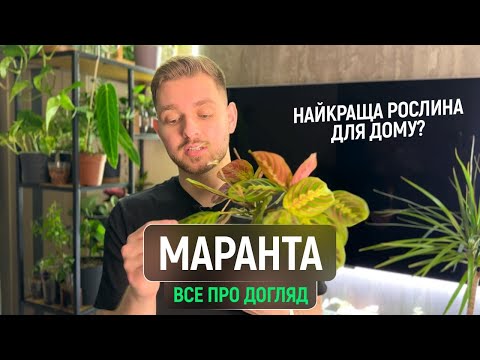 Видео: Все про тропічну рослину Маранту | Догляд, Полив, Освітлення, Вологість, Розмноження маранти.