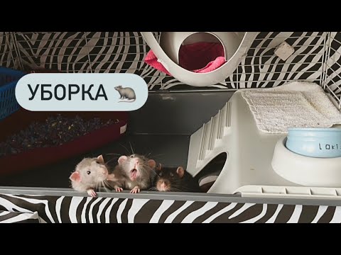 Видео: Уборка клетки моих крыс 🐀