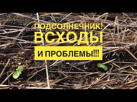 Видео: Подсолнечник! Всходы и проблемы!