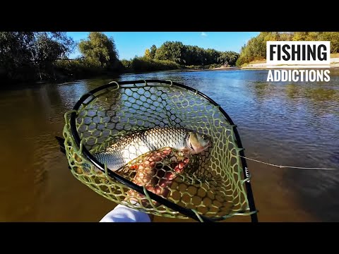 Видео: Блешня Smith AR Spinner Trout Model - заліковий ГОЛОВЕНЬ, щука, окунь...