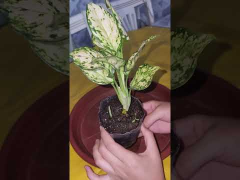 Видео: N⁰-371. АГЛОНЕМА ГУЛИНИ ПАРВАРИШИ ВА КУПАЙТИРИЛИШИ 😍😍😍