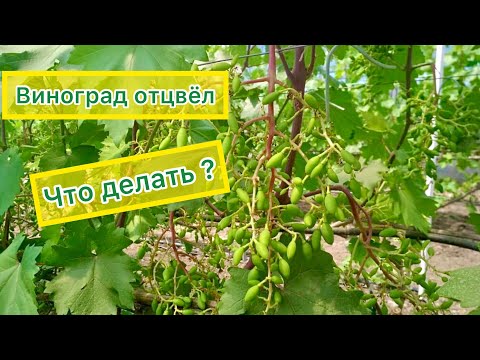 Видео: Важные действия после цветения винограда!