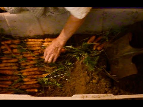 Видео: Сбор и хранение моркови на долгие годы