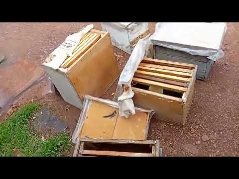 Видео: Знімаю бджоло ловушки з дерев