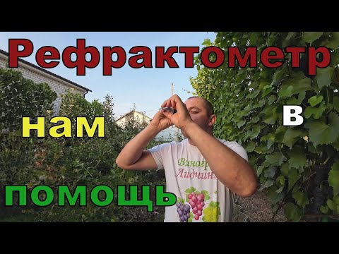Видео: Какой сахар набрала ягода на моих технарях.
