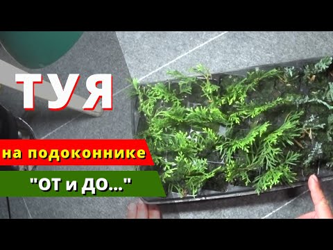 Видео: Укореняем ТУЮ на подоконнике. Процесс + Результат. "ОТ и ДО..."