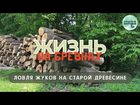 Видео: Жизнь на бревнах. Ловля жуков на старой древесине