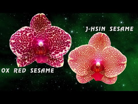 Видео: Орхидеи без капризов... выносливые и красивущие. Акция на Дикого Кота.