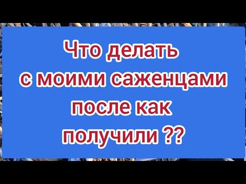 Видео: Получили саженцы . Что делать? Как сохранять??