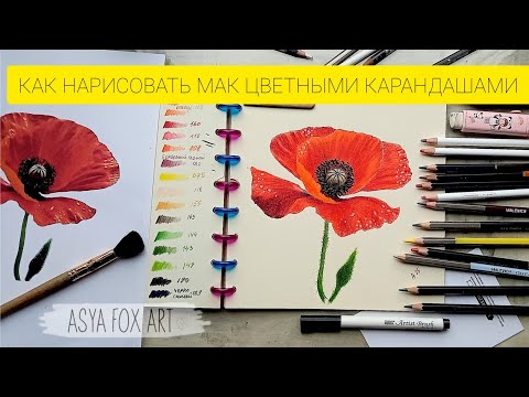 Видео: КАК НАРИСОВАТЬ МАК ЦВЕТНЫМИ КАРАНДАШАМИ | ASYAFOXART