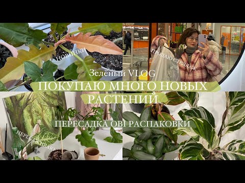 Видео: Купила много растений | распаковка, обзор и пересадка || Зелёный VLOG