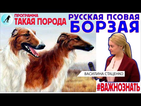 Видео: Такая порода - Русская псовая борзая