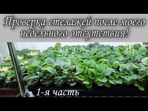 Видео: Проверяю рабочие стелажи с детками фиалок и цветущими новинками!  Часть 1