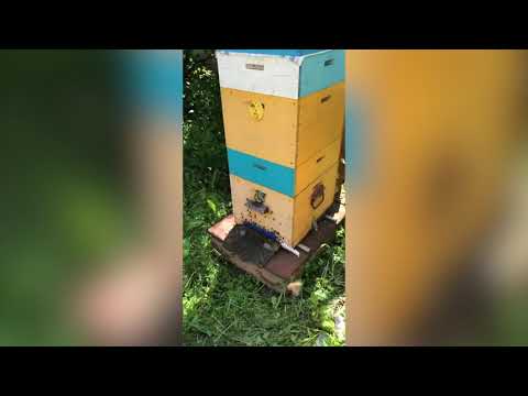 Видео: Роение пчел | Выход роя из улья | ПчелоСад