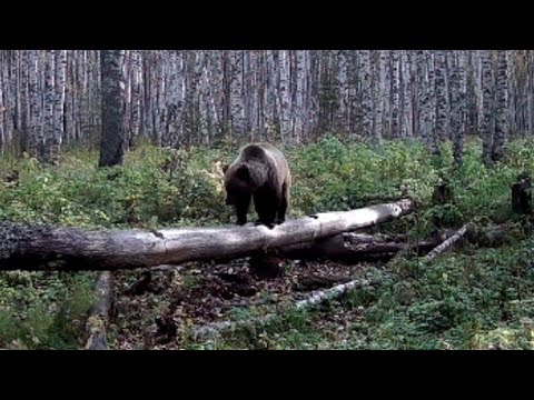 Видео: Охота по ЛОСЮ на ВАБУ.  Лось вышел.  Звери посещают солонцы. Рябчики.