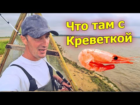 Видео: Креветки как всегда много! Проверяю старые ловчие места. Рыбалка в Амурском заливе.