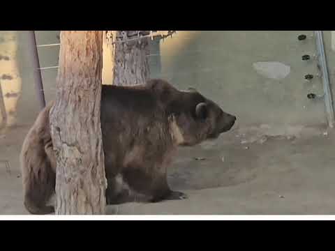 Видео: 21 октября 2025 г.