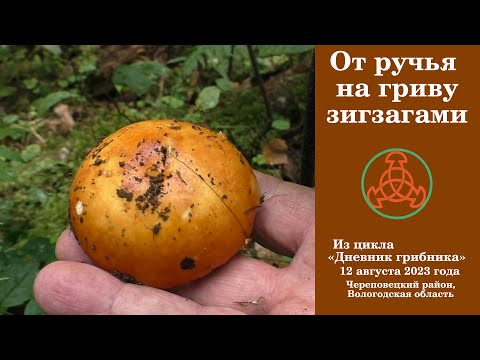 Видео: От ручья на гриву зигзагами! Дневник грибника 12 августа 2023 года.
