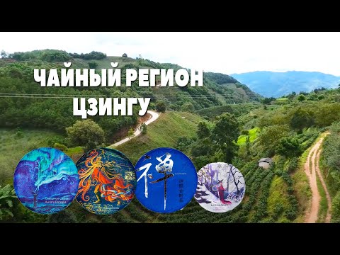 Видео: Пуэр с древних деревьев горы Кучжушань. Чайный регион Цзингу.
