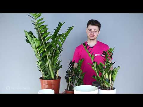 Видео: Заміокулькас 🌿 (Zamioculcas Zamiifolia). Догляд та секрети поливу.