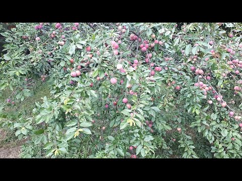 Видео: ДОМАШНЕЕ ВИНО ИЗ АЛЫЧИ.