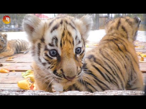 Видео: Тигрица Василиса и ее тигрята. Тигры Тайгана. Tigress Vasilisa and her cubs. Taigan.