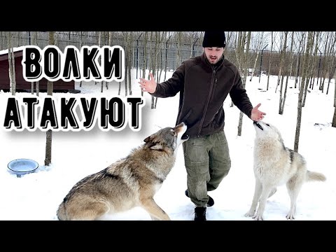 Видео: Эксперимент с ВОЛКАМИ провалился. Якутский ВОЛК берет хитростью.