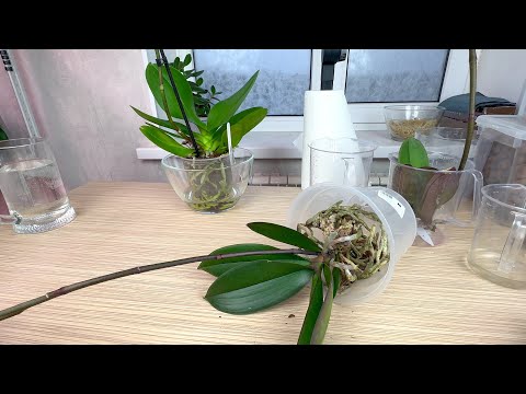 Видео: наращивай корни орхидей и поливай орхидеи ТАК // орхидеи после покупки ДЛЯ НАЧИНАЮЩИХ