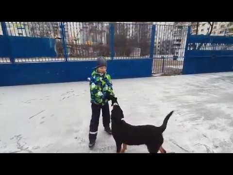 Видео: Большой швейцарский зенненхунд. Игры, дрессировка..