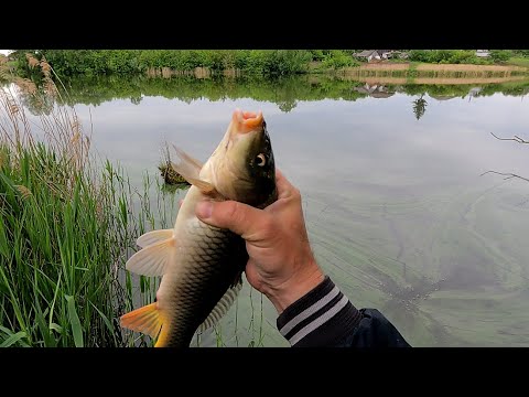 Видео: ЛОВЛЯ КАРПА ВЕСНОЙ НА ПОПЛАВОЧНУЮ УДОЧКУ ! ГОРОХ - ОДНА ИЗ САМЫХ ЛУЧШИХ НАСАДОК !