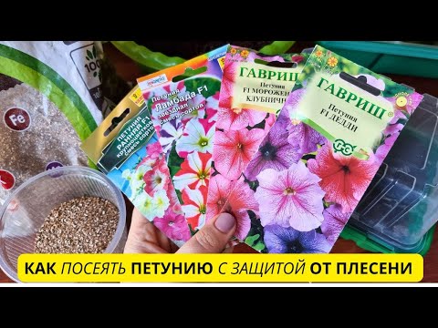 Видео: Теперь ПЕТУНИЮ сею только так - с защитой от "чёрной ножки" и плесени 🌸🌱
