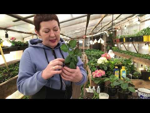 Видео: Как сформировать кустик  гортензии и взять черенок. Адаптация….23.02