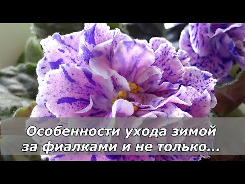 Видео: Фиалки зимой
