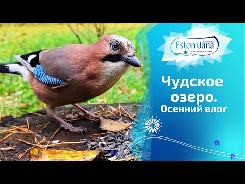 Видео: Осеннее утро на берегу Чудского озера!Лесные птицы.Последний день на даче перед зимой.Дача засыпает