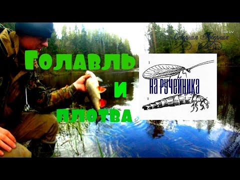 Видео: Ловля голавля и плотвы весной на шитика (ручейник).