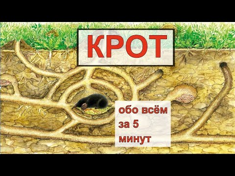 Видео: КРОТ (Talpa). Энциклопедия дикой природы