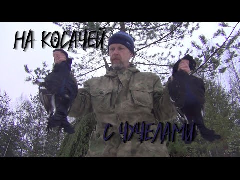 Видео: На косачей с чучелами.