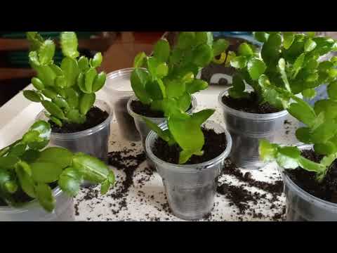 Видео: ЧЕРЕНКИ РИПСАЛИДОПСИСОВ - ШИКАРНЫЕ КРАСАВЦЫ ! 👍👍👍